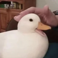 HvHadus