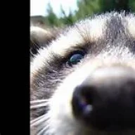 madladraccoon