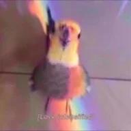 Yupbird