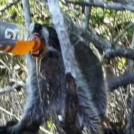 RacAttak