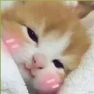 Fearvox