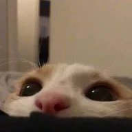 hnnx