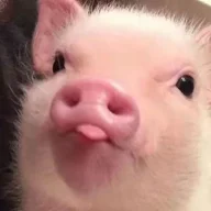 3338459491