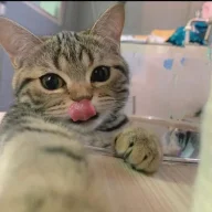 KENJY258