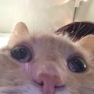 Suzu