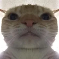 kaka4462