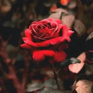farshid12312