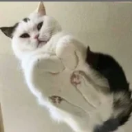 Taro