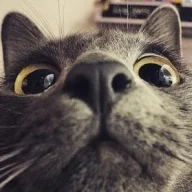Owpi