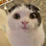 smilecat