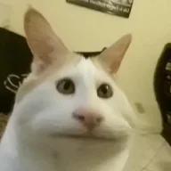 bl4nk