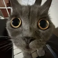 dillema