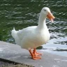 spaded