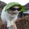 mellowhvh