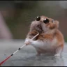 Mrpaw