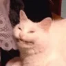 MrSmileCat