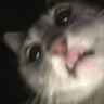 Noxurt