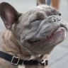 Skooble
