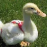 Goose