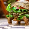 TurtleD