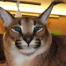 blackcatv3