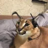sybemo