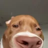 cibzo