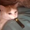 Pogo