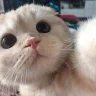 kebub