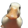 Hercon