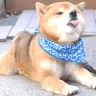 Fatdoggo