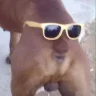bershy