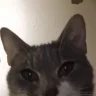 mrogbro