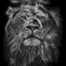 Aslan99