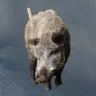 Boarr