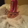 PepeHvH