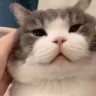 ontopexe