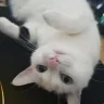 Appolo