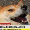AgnevTM