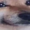 doggo1123