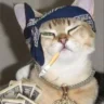 JustCatv2