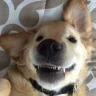 cerigc