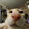 kaioZ