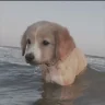 burrito
