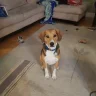 theparadoxdoge