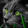 HerrKatze