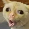LeSucc