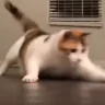has