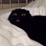 ziblacking13