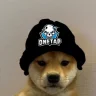 foxyslo